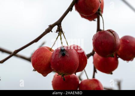 Nahaufnahme von kleinen überreifen Äpfeln auf einem Ast mit einer Fliege darauf, Bild aus Vasternorrland, Schweden. Stockfoto