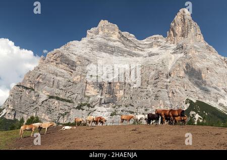 Kühe und Pferde unter dem Monte Pelmo in den italienischen Dolomiten Stockfoto