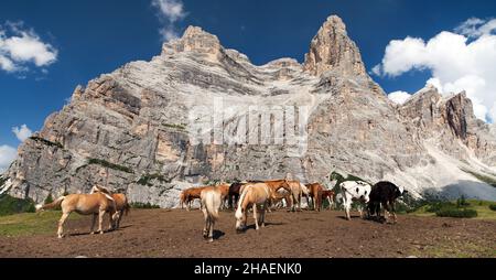 Kühe und Pferde unter dem Monte Pelmo in den italienischen Dolomiten Stockfoto