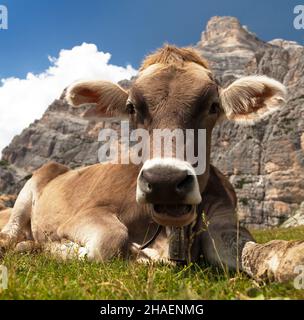 Kopf der braunen Kuh (bos primigenius taurus) mit Kuhglocke unter dem Monte Pelmo, Italien Stockfoto