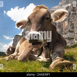 Kopf der braunen Kuh (bos primigenius taurus) mit Kuhglocke unter dem Monte Pelmo, Italien Stockfoto