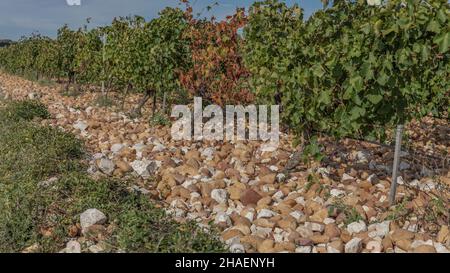 Steine und Bewässerungsrohre in einem Weinberg auf einem Hochplateau in der Stadt Chateauneuf du Pape Stockfoto