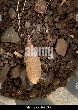 Eine Draufsicht auf eine Rosy Wolf Schnecke (Ein Predator) auf einem Lehmboden Stockfoto