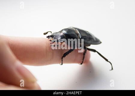 Lucanus cervus, der europäische Hirschkäfer, ist eine der bekanntesten Arten der Hirschkäfer-Familie Lucanidae in Westeuropa und ist die gleichnamige Exa Stockfoto