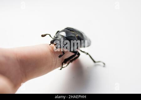 Lucanus cervus, der europäische Hirschkäfer, ist eine der bekanntesten Arten der Hirschkäfer-Familie Lucanidae in Westeuropa und ist die gleichnamige Exa Stockfoto