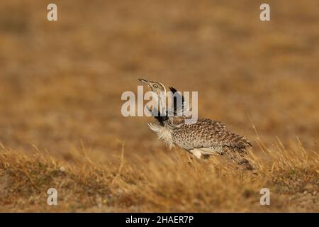 Auf den Ebenen auf Lanzarote finden Sie Houbara-Trappe, Steincurlew und cremefarbenen Courser, eine großartige Reise, die legal auf den Spuren bleibt. Stockfoto