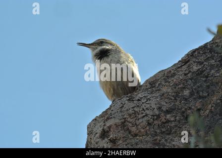 Eine Nahaufnahme von Bewick's Wren, die auf einem Stein mit blauem Hintergrund rast Stockfoto