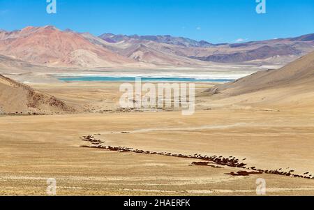 See Kar oder Tso Kar in der Nähe des Tso Moriri Sees, Ruppshu Tal, Ladakh, Jammu und Kaschmir, Indien Stockfoto