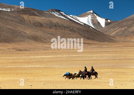 Kleine Karawane, die im Rupshu-Tal in der Nähe des Tso Moriri-Sees, der großen himalaya-Bergkette, Ladakh, Jammu und Kaschmir, Indien, ins Flugzeug fliegt Stockfoto