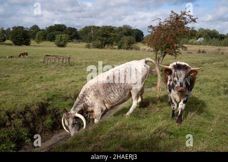 Englisches Longhorn-Rind am 3rd. Oktober 2021 in Coughton, Vereinigtes Königreich. Englische Longhorn-Rinder sind eine langgehörnte braune und weiße Rinderrasse, die aus Craven im Norden Englands stammt. Die Rasse wurde zunächst als Zugtier verwendet, für das ihr Körper gut geeignet ist; die Milch wurde wegen ihres hohen Butterfettgehalts auch für Butter und Käse gesammelt. Stockfoto