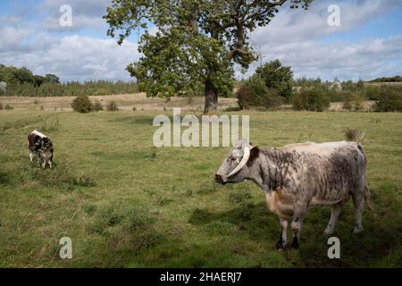 Englisches Longhorn-Rind am 3rd. Oktober 2021 in Coughton, Vereinigtes Königreich. Englische Longhorn-Rinder sind eine langgehörnte braune und weiße Rinderrasse, die aus Craven im Norden Englands stammt. Die Rasse wurde zunächst als Zugtier verwendet, für das ihr Körper gut geeignet ist; die Milch wurde wegen ihres hohen Butterfettgehalts auch für Butter und Käse gesammelt. Stockfoto