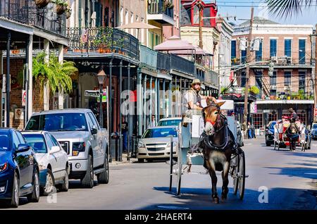 Pferdekutschen fahren am 15. November 2015 in New Orleans, Louisiana, die Decatur Street im French Quarter entlang. Stockfoto