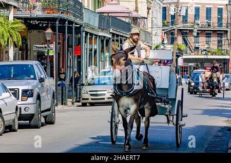 Pferdekutschen fahren am 15. November 2015 in New Orleans, Louisiana, die Decatur Street im French Quarter entlang. Stockfoto