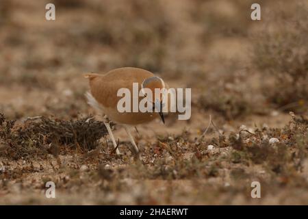 Cremefarbene Courser sind in den halbwüsten und Ebenen auf Lanzarote hervorragend getarnt. Sie bleiben als Familienfeiern nach dem Ausflügge. Stockfoto