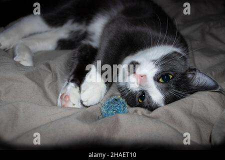Graues und weißes Kätzchen, das mit dem Ball auf dem Bett spielt und kopfüber auf die Kamera schaut Stockfoto