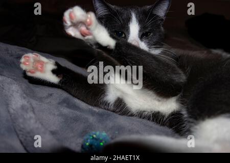 Graue und weiße Kätzchen, die auf weichen Bettelarmen vor dem Gesicht spielen, wobei Schleppbohnen auf den Pfoten zu sehen sind Stockfoto