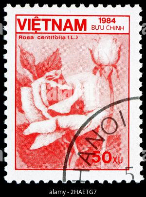 VIETNAM - UM 1984: Eine in Vietnam gedruckte Marke zeigt Kohlrose, Rosa Centifolia, Blume, um 1984 Stockfoto