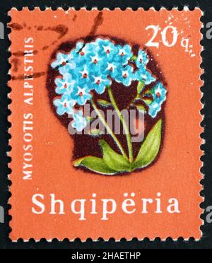 ALBANIEN - UM 1965: Eine in Albanien gedruckte Marke zeigt Alpine Forget-Me-Not, Myosotis alpestris, krautige Mehrjährige Pflanze, um 1965 Stockfoto