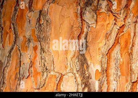 Foto der Reliefstruktur der Rinde der Kiefer. Bild einer Baumrindenstruktur. Stockfoto