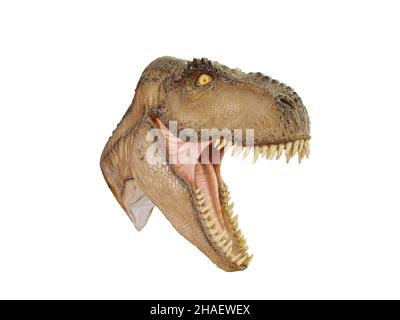 T Rex Dinosaur Head offener Mund bedrohlich isoliert auf weißem Hintergrund Stockfoto