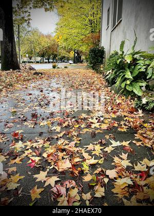 SACRAMENTO, USA - 09. Nov 2021: Nasse Herbstblätter, die einen Bürgersteig in Downtown Sacramento, USA bedecken Stockfoto