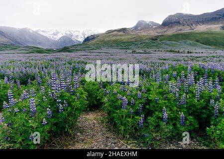 Typische isländische Landschaft mit Lupinenblüten Feld. Sommerzeit. Hochwertige Fotos