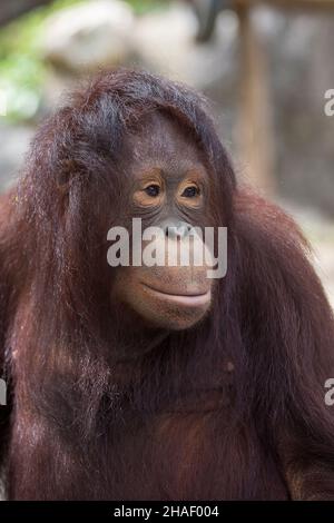 Porträt eines traurigen Gesichts eines Orang-Utans, Nahaufnahme Stockfoto