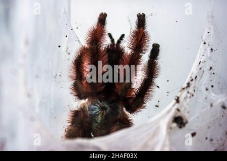 Die Antillen Pinktoe tarantula, Caribena versicolor, Martinique rote Baumspinne oder die Martinique Pinktoe ist wegen ihrer Art als Spinnenpier beliebt Stockfoto