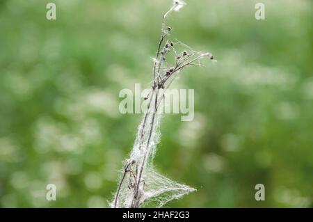 Abgestorbene trockene Pflanze in einem Spinnennetz auf einem grünen Hintergrund auf der Wiese Stockfoto