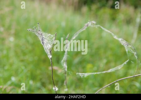 Abgestorbene trockene Pflanze in einem Spinnennetz auf einem grünen Hintergrund auf der Wiese Stockfoto
