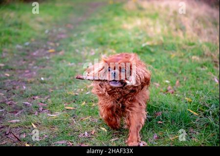 Ein Hund der Rasse Cavlier King Charles Spaniel läuft über die Wiese und holt den Stock Stockfoto