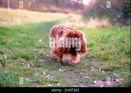 Ein Hund der Rasse Cavlier King Charles Spaniel läuft über die Wiese und holt den Stock Stockfoto