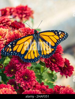 Ein neu aufgetauchter männlicher Monarch-Schmetterling, Danaus Plexippus, in Gefangenschaft aufgewachsen und freigelassen, um sich an Chrysanthemen draußen zu ernähren. Kansas, USA Stockfoto