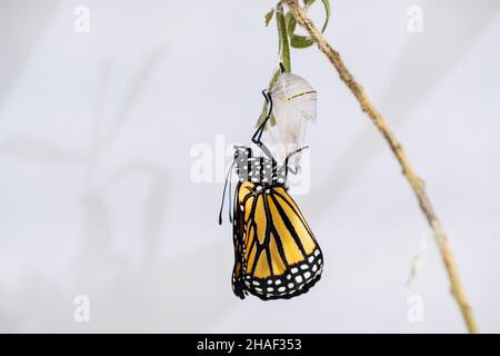 Neu auftauchender Monarch-Schmetterling, Danaus plexippus, mit nassen zerknitterten Flügeln, die an der leeren Schale seiner Chrysalis haften. Kansas, USA. Stockfoto