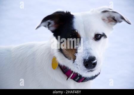 Zwei Hunde im Schnee spielen Stockfoto