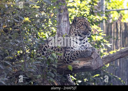 Eine Nahaufnahme eines afrikanischen Leoparden, der in einem Zoo unter Sonnenlicht auf Holz liegt Stockfoto