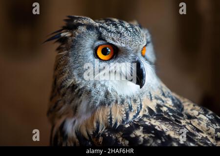 Schöne Eule mit großen orangefarbenen bunten Augen Stockfoto