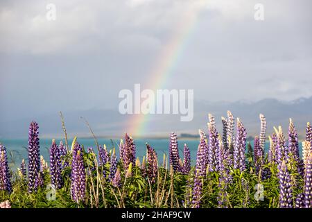 Lupinen mit Regenbogen und See Stockfoto