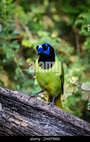 Green Jay ruht sich auf einem Baumstamm in Südtexas aus Stockfoto