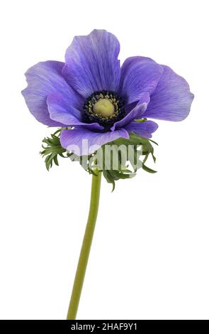 Blaue Anemone coronaria isoliert auf weiß Stockfoto