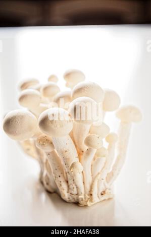 Weißer Buchenpilz, Buna-Shimeji, Shimeji, Buchenrasling (Hypsizygus tesulatus) Stockfoto