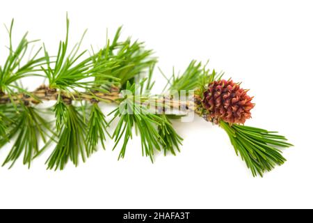 Lärchenzweig mit Kegel isoliert auf weiß Stockfoto