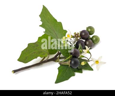 Schwarze Nachtschattenpflanze isoliert auf weißem Hintergrund Stockfoto