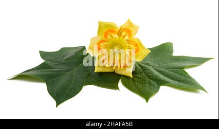 Tulpier-Blätter mit Blume isoliert auf weiß Stockfoto