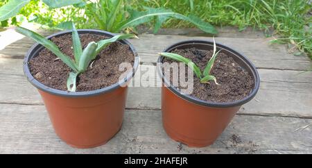 Zwei junge Ananaspflanzen, die in den neuen Blumenboden gepflanzt wurden - Konzept für den Ananasanbau zu Hause. Stockfoto