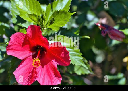 Hibiscus rosa-sinensis, besser bekannt als Hibiskus, chinesische Rose, küssende Blume, Kardinal, Mohn, Japanische Nelke, unter vielen anderen Namen. Stockfoto