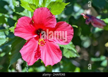 Hibiscus rosa-sinensis, besser bekannt als Hibiskus, chinesische Rose, küssende Blume, Kardinal, Mohn, Japanische Nelke, unter vielen anderen Namen. Stockfoto