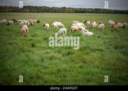 Schafherde grasen in einem Feld während der Herbstsaison Horizontal Stockfoto
