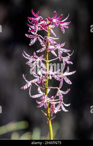 Australische Blotchierte Hyazinthe-Orchidee Stockfoto