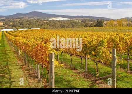 Weinberg und Mt Canobolis in Orange Stockfoto